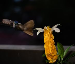 Yellow Flower Hummingbird-2154